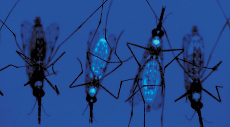 The Brave New World of Gene Editing