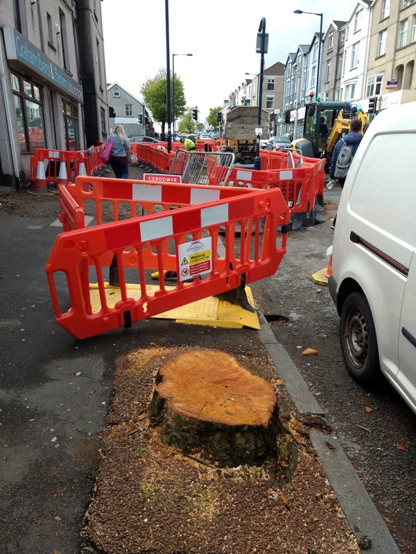 Trees being cut down.