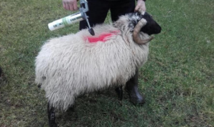 Sheep marked for death