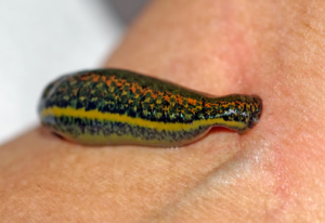 leech