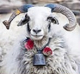 The Bellwether